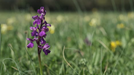 the rare green winged orchid flowering in spring in a meadow in worcestershire, england