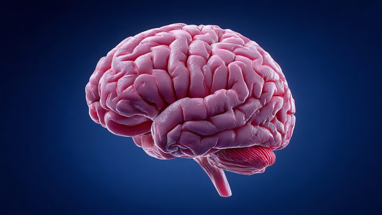 A Detailed Study of the Human Brain Highlighting Its Complex Structures and Intricate Functionality in an Engaging Visual Context