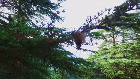 mountain of babur atlas cedar forest - setif algeria