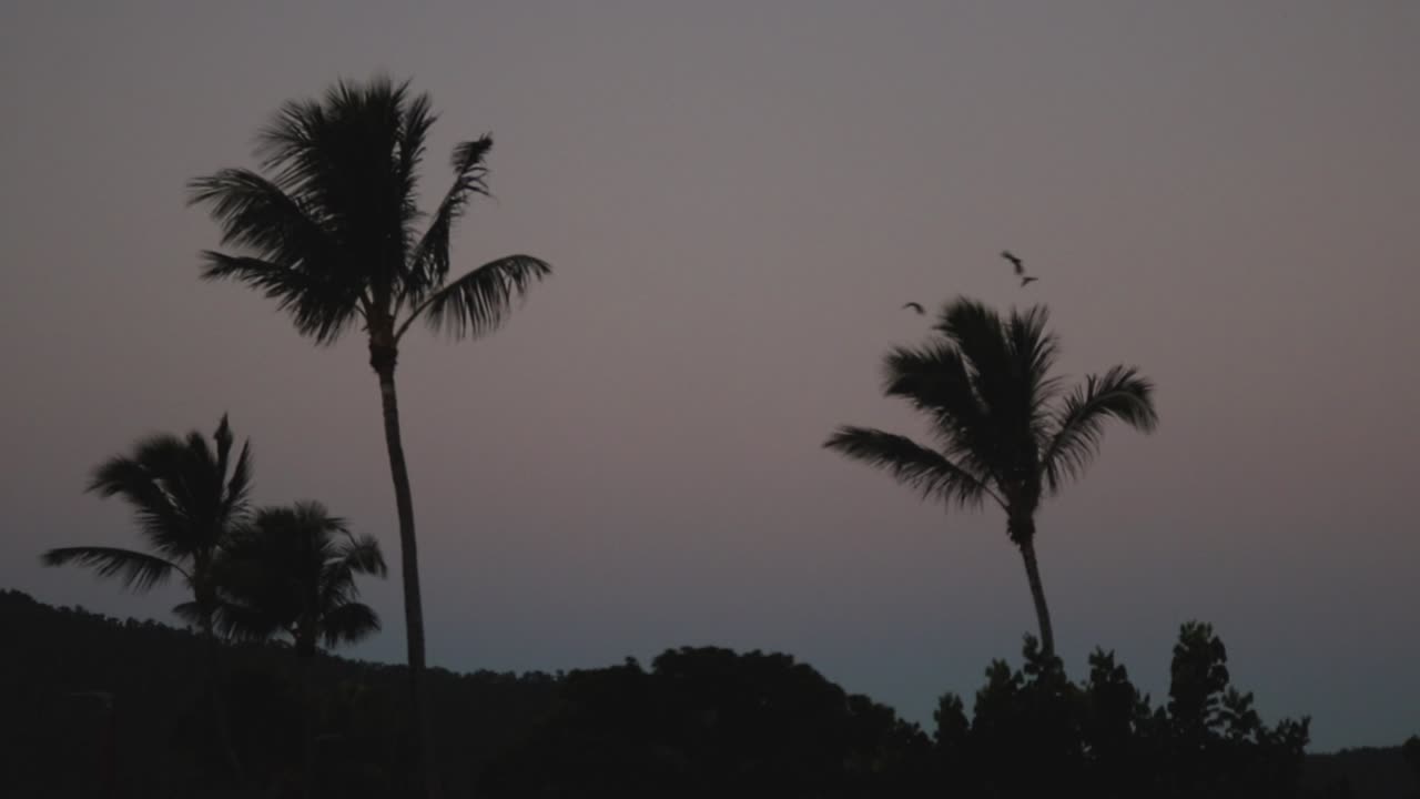 Silhouette of two palm trees blowing in the wind at dusk.