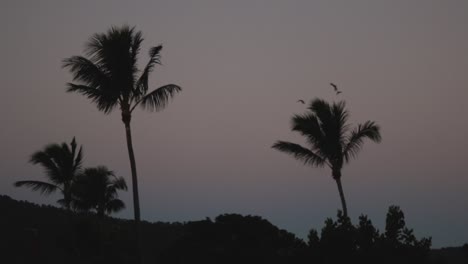 silhouette of two palm trees blowing in the wind at dusk.