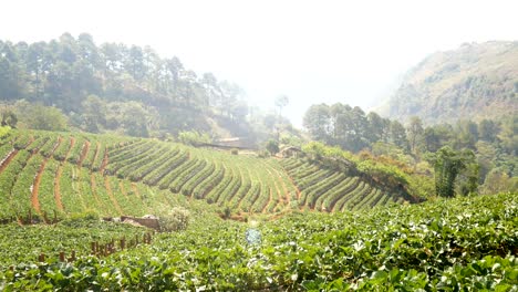 4k footage. young tribal asian woman with basket from thailand walk passing strawberry field plantation in the morning at doi ang khang national park, chiang mai, thailand. beautiful asia female model in her 30s.
