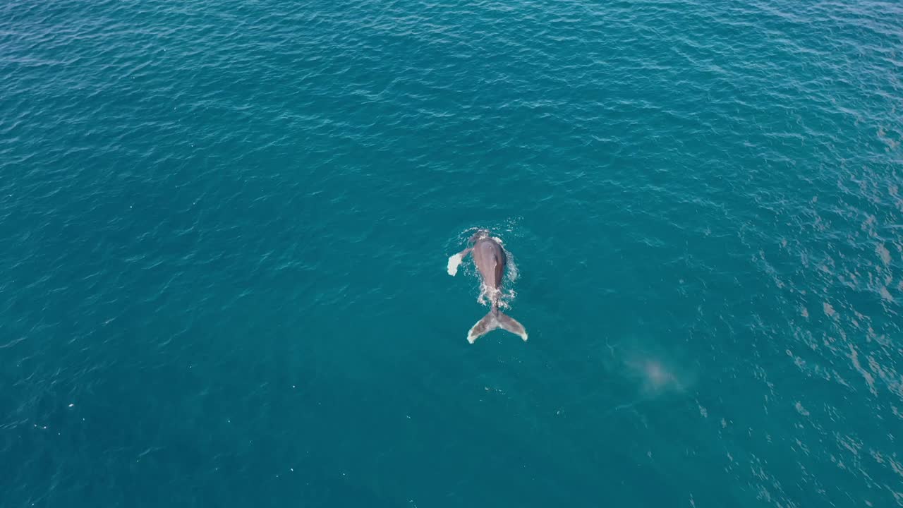 Excellent Aerial Shot Of Humpback Whales Breaching The Water In Maui, Hawaii