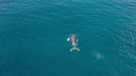 Excellent-Aerial-Shot-Of-Humpback-Whales-Breaching-The-Water-In-Maui,-Hawaii