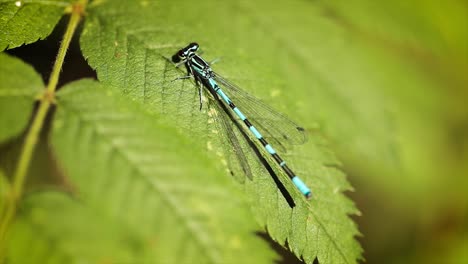 blue dragonfly on the green leaf of the plant.