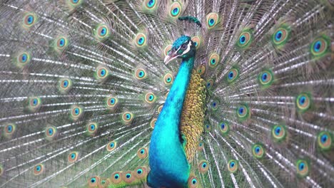 peacock expand the wing