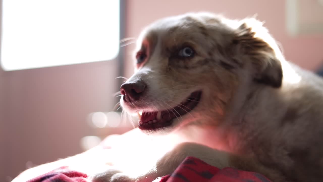Adorable rown and white puppy dog (Mini Australian Shepherd) laying on doggie bed next to bright and airy window yawning in slow motion. In 4k slow motion, shot on Sony A7Siii.