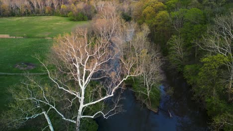 mosca aérea a águila calva adulta posada en un árbol a lo largo del río