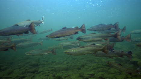 Lachs-Unter-Wasser-Während-Eines-Tauchgangs-In-Einem-Fluss