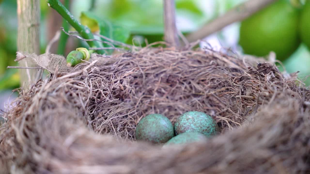 The common blackbird Turdus merula blue colored eggs in a nest