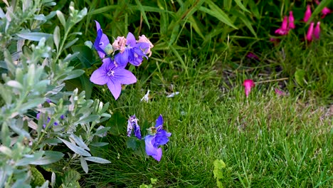 timelapse de una flor de clematis ranunculaceae en un jardín británico con fondo de hierba