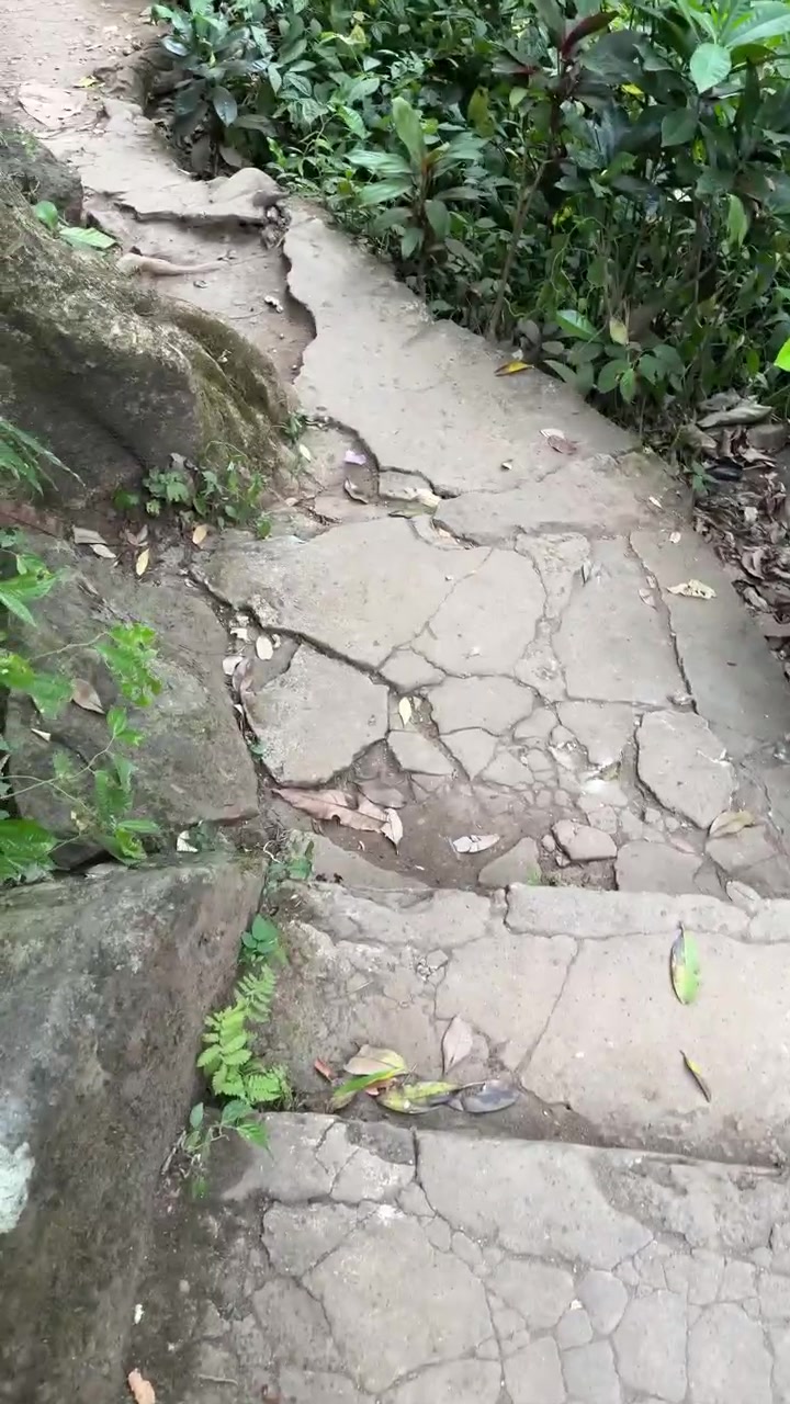 Walking Down a Cracked Stone Path in a Lush Forest