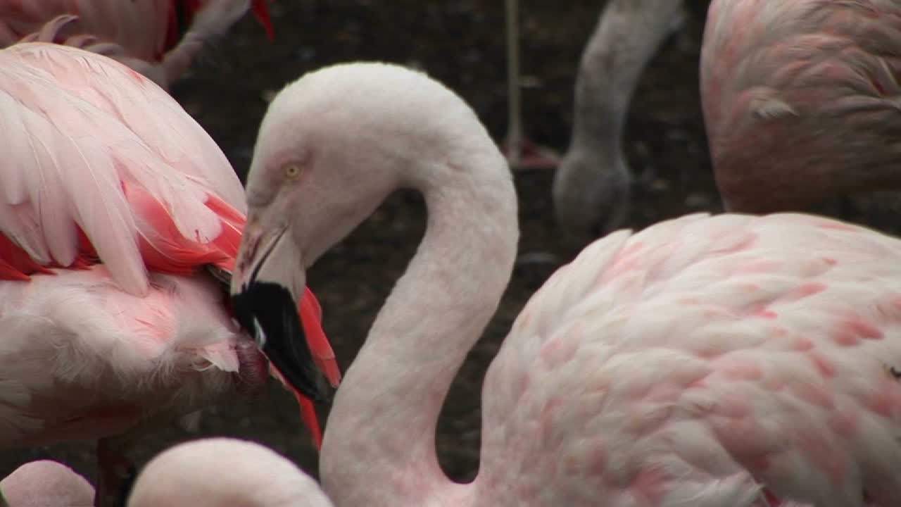 플라밍고가 몸을 긁다