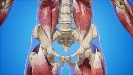 anatomical overview of human musculature focused on pelvic and limb structures, highlighting muscles, bones, and their interactions in a scientific visualization