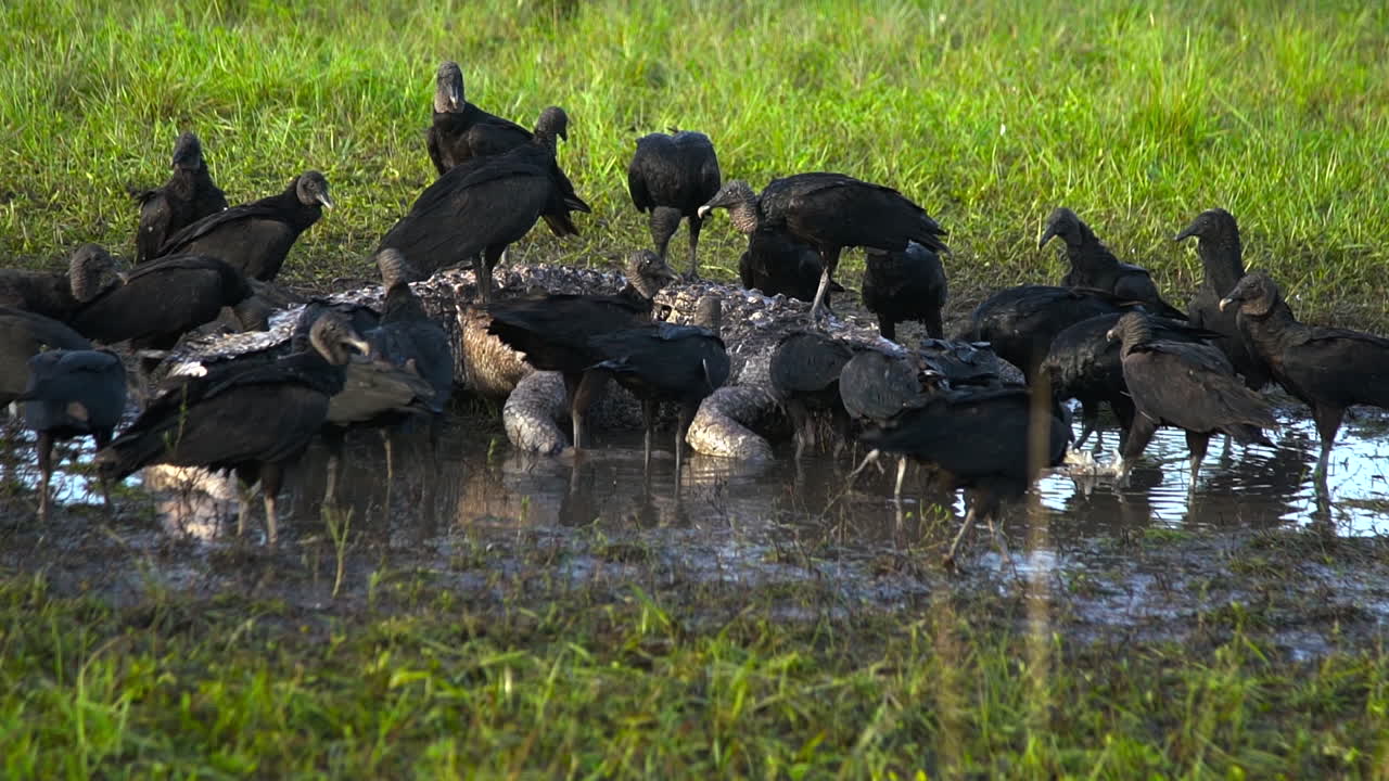 buitres negros se aprovechan de un cadáver de caimán