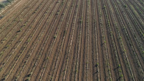 Aerial-shot-of-vineyards-fields-in-Valle-de-Guadalupe