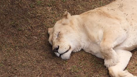 Lioness-Sleeping-in-the-Shade,-Flies-bothering-her,-close-up-face-shot