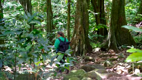 tourist with backpack hiking through beautiful interior forest trees in wilderness on three pines walking trail in moorea island, french polynesia