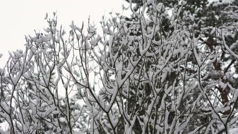 Closeup-pine-tree-with-snow