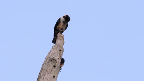 El-Falconet-De-Muslo-Negro-Es-Una-De-Las-Aves-Rapaces-Más-Pequeñas-Que-Se-Encuentran-En-Los-Bosques-De-Algunos-Países-De-Asia