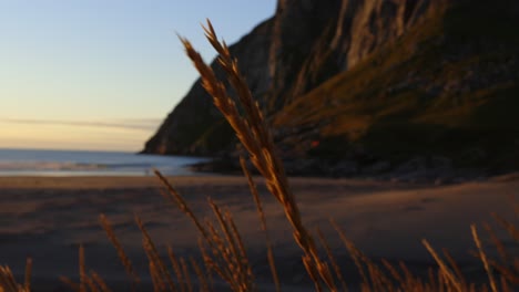 close up shot of wheat spikes waving in wind at kvalvika beach, lofoten, norway