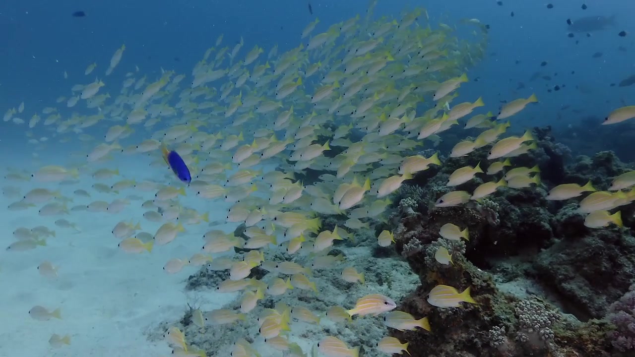 Immersione tra un grande gruppo di dentici su una barriera corallina tropicale.