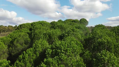 Bosque-Fondo-Aéreo-Drone-1