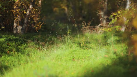 Gelbe-Blätter-Fallen-Langsam-Auf-Die-Sonnenbeschienene-Waldöffnung