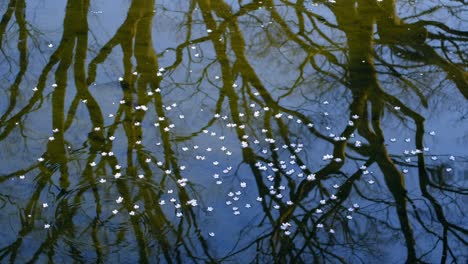 soft pink sakura cherry blossom petals fall on water ,water ring with black branches shadow refection of tree.