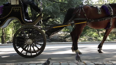 馬車和馬車穿過公園,<unk>子,步行者,媽媽和嬰兒車穿越,慢動作