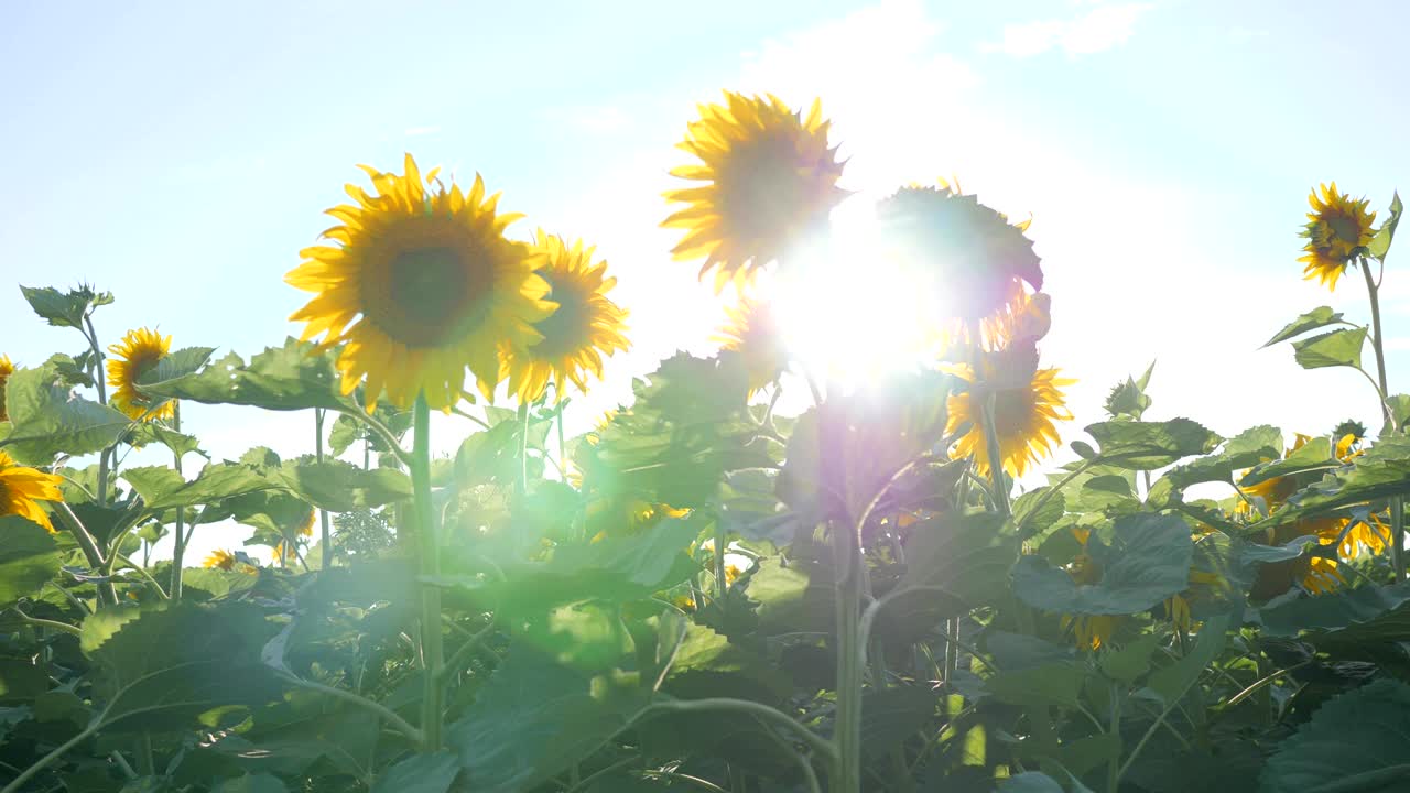 campo de girasoles en flor en la luz de fondo, maravillosa vista del prado y el cielo azul, verano en cámara lenta