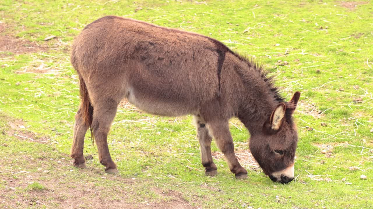 녹색 잔디 에 평화 로 풀 을 잡고 있는 당나귀
