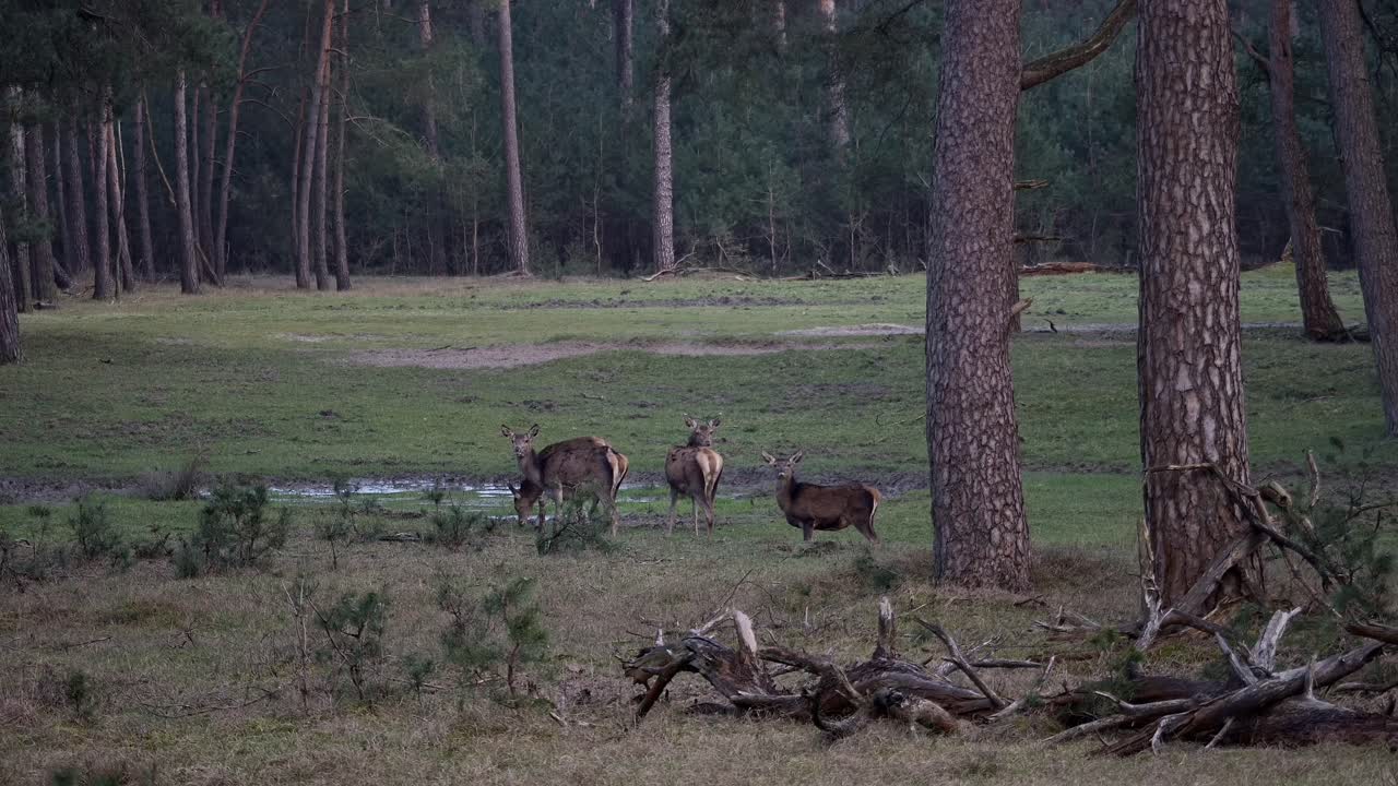 은 사이 숲 속의 에서 물을 마시고 있다