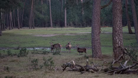 red deer drink from a puddle in a clearing in the forest