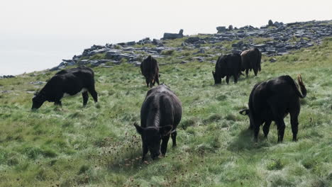 ganado pastando en un prado irlandés verde con rocas en el fondo