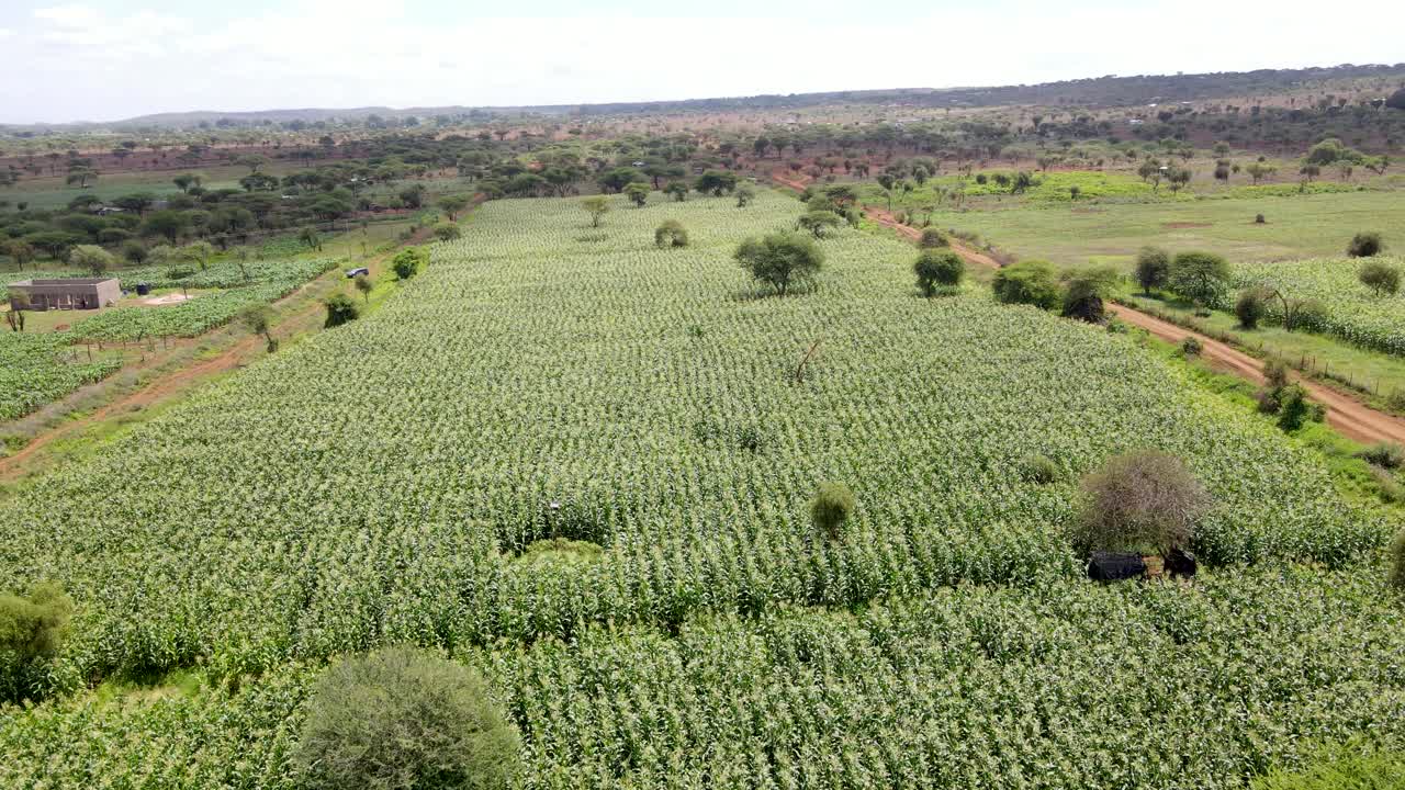 킬리만자로 슬로프의 농장에서 드론 비행 - 녹색 케냐 농장, 가난한 정착 아프리카 공중 농경 농장