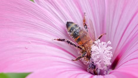 Macro-shot-of-single-honey-bee-covered-with-pollen-fly-away-from-flower