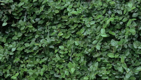 Close-up-shot-of-rain-falling-on-green-leaves-in-a-garden-on-a-rainy-day