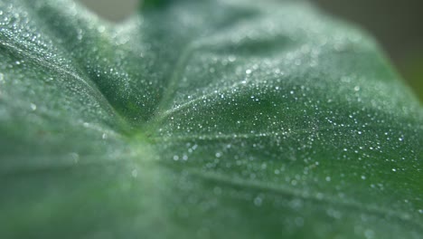 Im-Winter-Fallen-Tautropfen-Auf-Die-Blätter-Der-Bäume