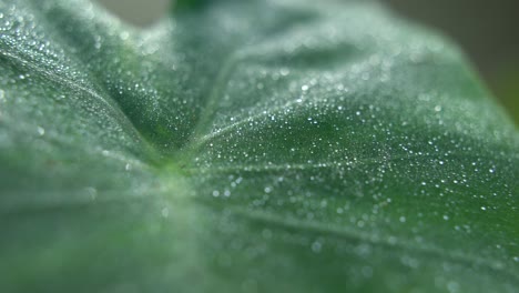 las gotas de rocío caen sobre las hojas de los árboles en invierno