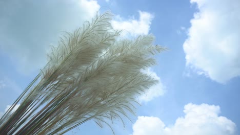 Las-Flores-De-Kash-Están-Floreciendo-En-El-Cielo-Otoñal