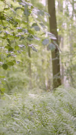 Vertikales-Video-Frühlingssommerwaldfarne,-Die-In-Der-Britischen-Landschaft-Wachsen-1