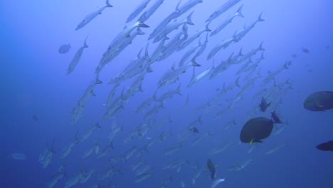 a big school of barracudas are swimming by in the ocean