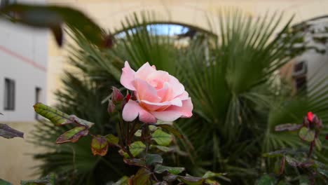 wind-tossed pink rose in front of small palm trees