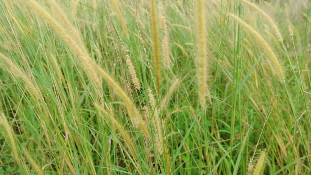 바람에 슬로우 모션 잔디