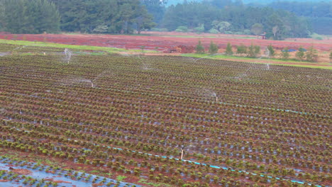 drone flight above an irrigation system, watering plants and flowers, farming, agriculture, pan shot, forest around