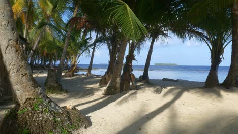 entre palmeras en una playa de arena blanca en el caribe