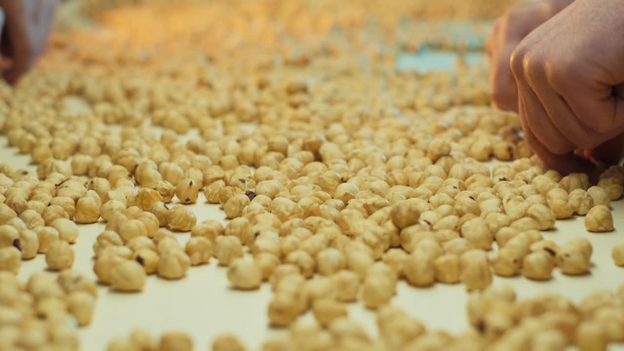 Operaie selezionano a mano le nocciole in base a dimensione e qualità nello stabilimento di lavorazione delle nocciole.