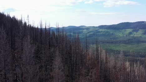 Erneuerung-Nach-Dem-Brand:-Atemberaubende-Drohnenaufnahmen-Aus-British-Columbia