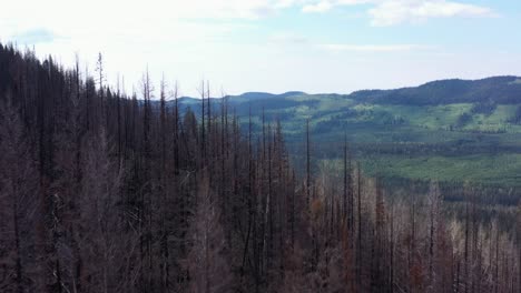 post-fire renewal: stunning drone footage from british columbia